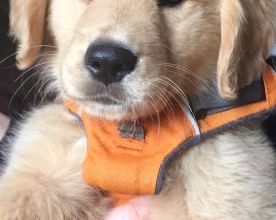 Beautiful golden retriever