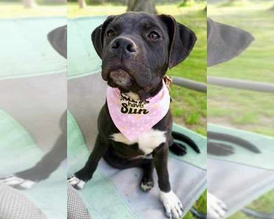 Rose  (2024) - American Pit Bull Terrier-American Staffordshire Terrier Mix Female Puppy for Adoption