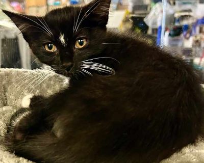 Lance - Domestic Mediumhair Male Kitten for Adoption