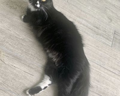 Livana - Tuxedo & Domestic Short Hair Mix Female Cat for Adoption