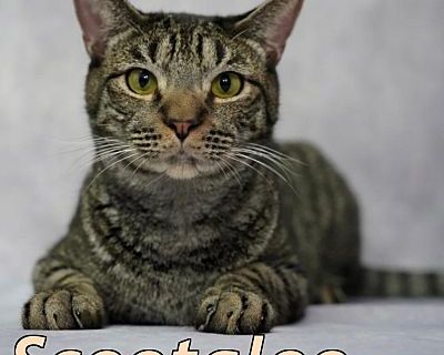 Scootaloo - Domestic Shorthair Male Cat for Adoption