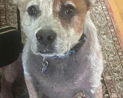 Atlas - Australian Cattle Dog / Blue Heeler Male Dog for Adoption