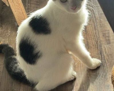 Child. Gray, blue or silver tabby. Hair: short. Microchipped. You can fill out an adoption application online on our official website. Kenzi is a kitten that needs some love and affection to finish blossoming her personality. Very sweet, loves affection, a little nervous in new surrounding with new people because she's still a baby learning the ropes. She is ready to cuddle up to a loving human...