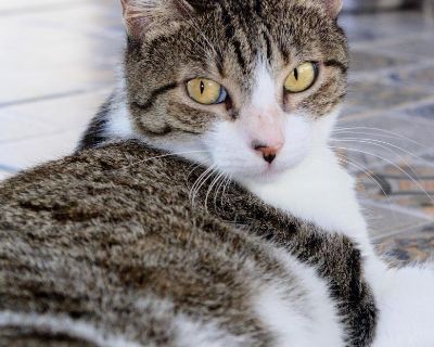 Here is our striking girl Mili! She is great with kids and people who come for our Cat Yoga.....but unfortunately many people choose the kittens over her. She needs her chance at a furever home. Mili is small, adorable, has been exposed to gentle dogs but does not like being with so many other cats. She lives in our Catio space with many younger kittens and she will avoid them or growl to give ...