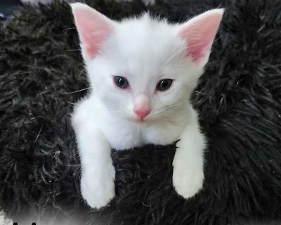 Moon - Domestic Shorthair Female Kitten for Adoption