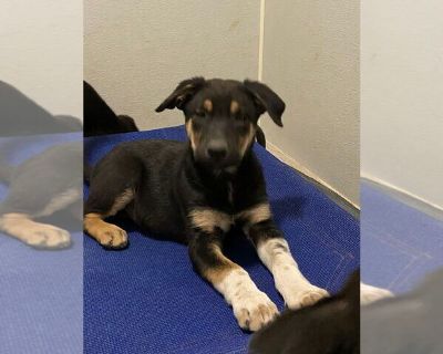 Lambo - German Shepherd Dog Mix Male Puppy for Adoption