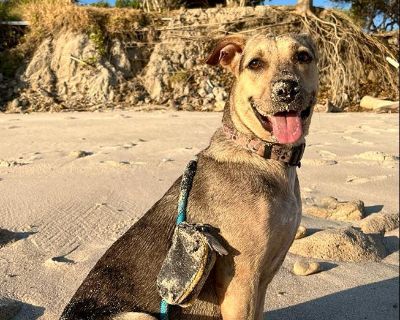 Marla is an active dog who loves walkies and gets excited when she gets some attention. She is interested and friendly towards everything in her environment. She understands commands quite fast. One of our volunteer is teaching her sit and stay, which she understood quickly and likes to please her people. She also likes enjoying the scenery and settles down when having a break during walkies. S...