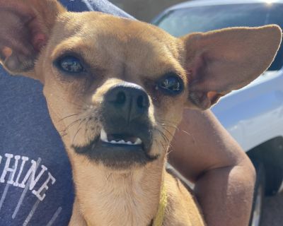 Chiquis is a very sweet almost 1 year old girl wou d love a lap of her own and to sleep in bed with you under the blankets. She can be a bit timid at first but warms up quickly. She likes other dogs but is guarded if the run towards her at 1st meeting. She also loves playing with kittens. She likes respectful kids but when being carried she is afraid of being dropped so she will wrap her front ...