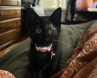 Annabelle - Domestic Shorthair Female Cat for Adoption