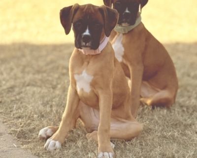 Two female Boxer puppies were rescued from a terrible environment. They are very sweet, well-behaved, and get along well with other dogs and children. We would love to see them find a loving forever home! We are asking $400 for each puppy to help cover our expenses.