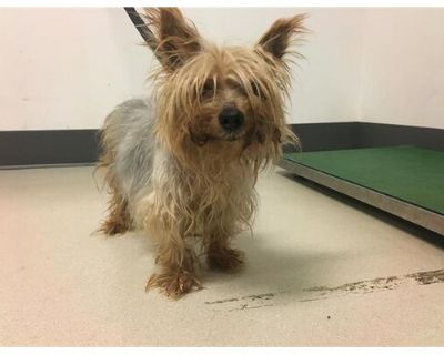 A154089 - Yorkie, Yorkshire Terrier Female Dog for Adoption