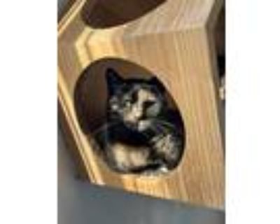 Adopt Mama Mercury a Domestic Shorthair cat in Oakdale, CA (37487550)
