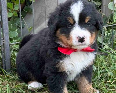 3 Male and 1 Female Bernese Mountain Dog Puppies for Sale