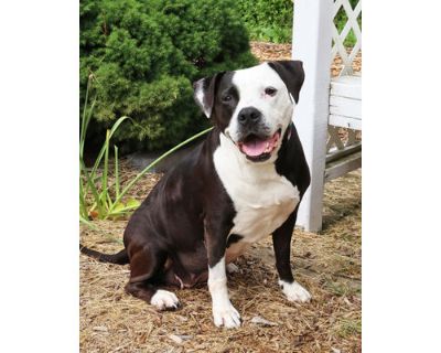 Synphony - American Pit Bull Terrier/Mixed Breed (Medium) Mix Female Dog for Adoption