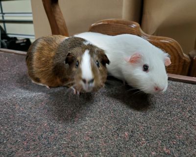 Krystal - Guinea Pig Female for Adoption