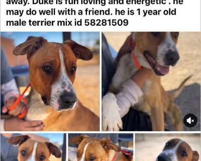 duke - Male Puppy Lab mix for Adoption