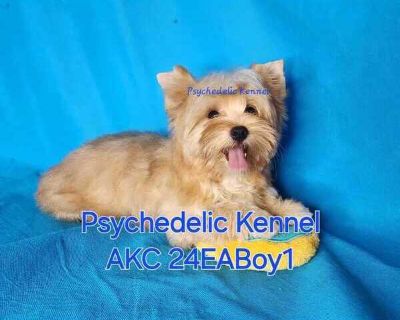 24EABOY1 - Yorkshire Terrier Male Puppy for Sale