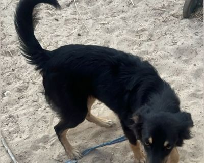 In foster in Olympia, WA! Please email us for a link to the application! Mork is small only 25 pounds! He might gain another maybe 5 pounds? We are guessing on the breeds but he is approx 1 year of age and a smallish dog. Likely as most of our dogs he has many breeds in him, makes for a healthier dog!. Ver sweet great dog, Saved from dying alone as a stray in TX:( He is neutered, has all his sh...