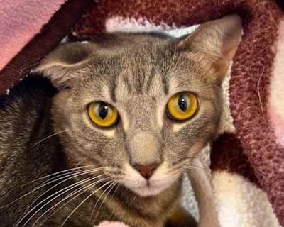 Nala and her brother Snap have been together since birth. Unfortunately, their family wasn't able to care for them any longer, and now they're in need of a new loving home together. The duo are cuddly, affectionate, and fill a room with their soothing purrs.. Good with cats Spayed / Neutered. Breed Domestic Shorthair Color Gray or Blue Age 1 year 2 months old, Adult Sex Female Pet ID 6046 Hair ...