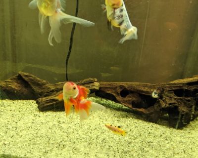 I have 5 fancy goldfish. 
2 female bettas
2 mystery snails

Free to good home
