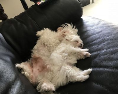 Ready Now Beautiful Maltese X Bolognese Puppies
