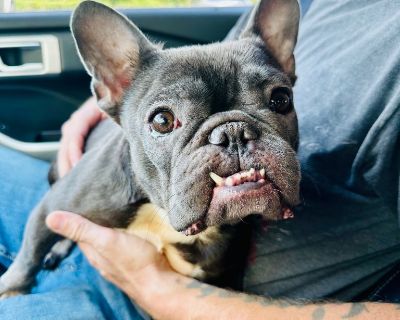 Suni - French Bulldog Female Dog for Adoption