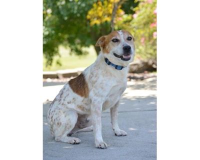 TAURUS - Parson Russell Terrier/Australian Cattle Dog Mix Male Dog for Adoption