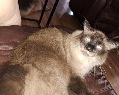 Kitty - Himalayan Male Cat for Adoption