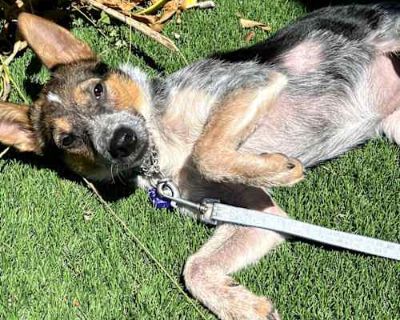 Maya - Australian Cattle Dog/Mixed Breed (Medium) Mix Female Puppy for Adoption