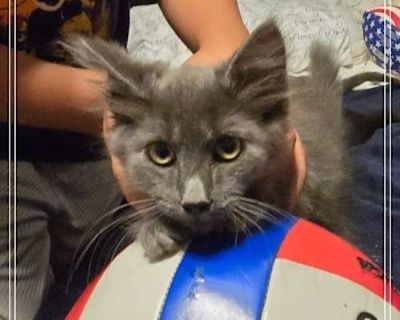 Meet Whiskers, Onyx, Princess, Spot, and Grayson! This adorable crew of five kittens are full of love, energy, and playfulness and they re fantastic with children! Each one has their own special charm: Whiskers is the little athlete who loves to run and zoom around. Onyx is the cuddlebug who melts in your arms. Princess adores being held and treated like royalty. Spot is gentle and enjoys calm ...