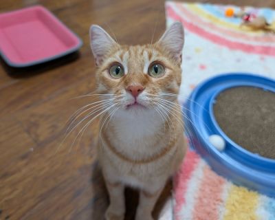 CHA-CHA - Tabby Female Cat for Adoption