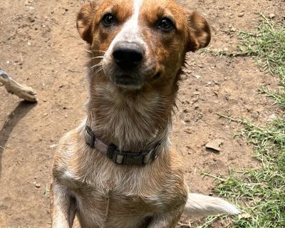 Katie - Australian Cattle Dog / Blue Heeler Female Dog for Adoption