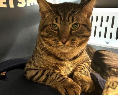 Brody - Domestic Short Hair Male Cat for Adoption