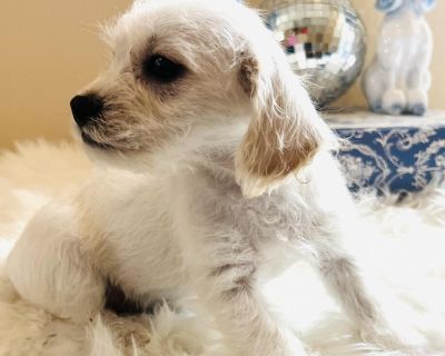 S'more - Poodle & Terrier Mix Male Puppy for Adoption