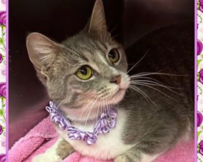 LAINEY - Domestic Shorthair Female Cat for Adoption