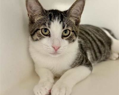 Meet Clove! Clove is a 6-month-old kitten who has blossomed into a sweet, affectionate little guy. When he first arrived, he was shy and unsure of the world but with love and patience, he s come out of his shell! Now, Clove eagerly waits at the kennel door for pets and attention, showing off his gentle and loving nature. He s already neutered, microchipped, and vaccinated, so he s all set to jo...