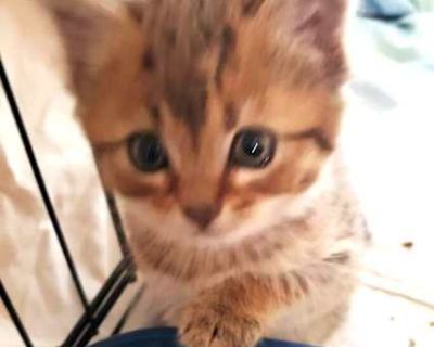 Zabar and her brother Babar are motherless, tiny kittens who are needy and scared right now. They are only one pound. They hundle together and play but need a person or persons to spend time with them and get them used to people. Long story. We were trapping in their colony and their mother dumped them at the door of the house we were trapping at. They were just starting to eat food on their ow...