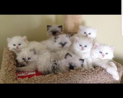 We only have 3 beautiful Male & female Dollface Persian kittens available now for there forever loving new homes! All our kittens come with cfa papers,first shots,vaccinations as well as a health certificate along with parents paperwork testing negative for feline leukemia HIV and PKD. Our kittens are raised in a very loving and very clean environment! WE DO NOT SHIP! You get to hand pick your ...