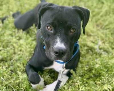 Sadie Willow - Staffordshire Bull Terrier/Labrador Retriever Mix Female Dog for Adoption