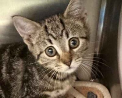 To meet Wizard, please call 843-249-4948 to schedule an appointment, or submit an application at https://humanesocietynmb.org/cat-adoption-form/. Breed Domestic Shorthair Color Brown or Chocolate Age 2 months old, Kitten Sex Female Pet ID 59676189 Hair Length short