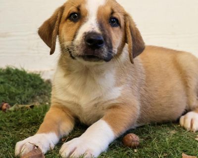 Yo yo!!! Here we are!! The puppies who were living on the streets right up the street from the rescue. Now we had our mama with us and another pregnant mama who just had 12 puppies!! So the rescue took about 48 hours to catch ALL OF US!! And they were successful;) So here we are...fun and sweet and playful and loving and no worse for the wear from our street time. We are ready for real and happ...