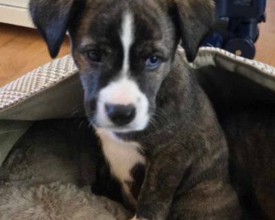 Olly - Mixed Breed Male Puppy for Adoption