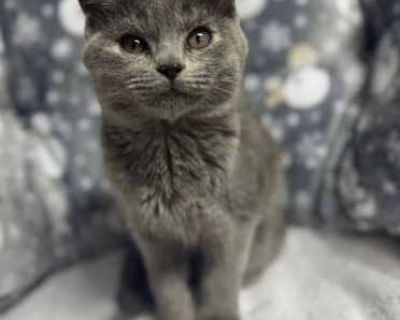 sib:diego, dior, durango A lively litter with personality plus and attitude plus , this fabulous foursome is ready to steal your heart and maybe your shoelaces. Darby, Diego, Dior, and Durango are a beautiful mix of medium-haired Russian Blue, calico, and classic orange babies. Each one has their own dazzling look, but they all share the same playful spirit. If you enjoy a good game of tag, the...