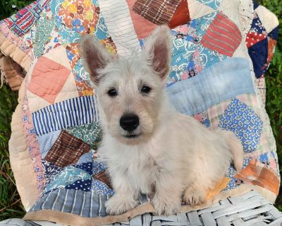 3 Male and 4 Female Scottish Terrier Puppies for Sale