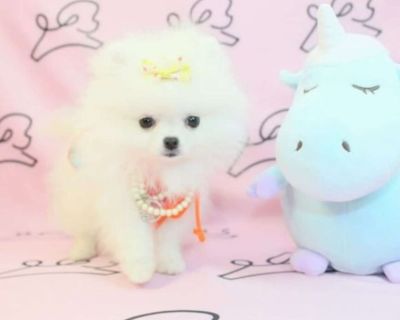 Teacup & Toy Pomeranian Puppies