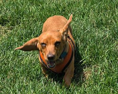 Millie - Dachshund Female Dog for Adoption