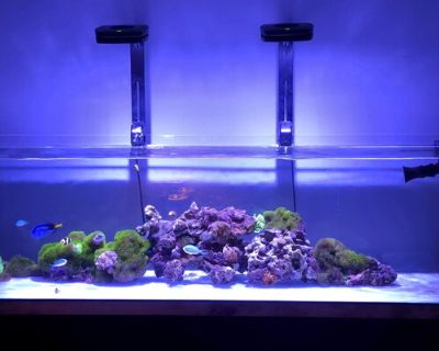Taking down this tank $275 shipped for the pair. I'm looking to sell them as a set only for now. Shipped from NNJ All leds are working properly including the Violets and UV leds as shown in the pictures