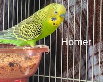 Homer - Parakeet - Quaker Male for Adoption