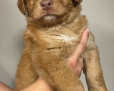 Puppy Female Medium