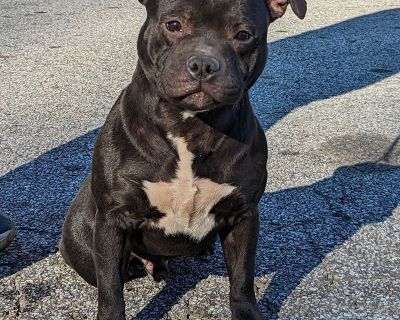 2 Male and 2 Female Staffordshire Bull Terrier Puppies for Sale